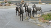 PICTURES/Mount Evans and The Highest Paved Road in N.A - Denver CO/t_Sheep12.JPG